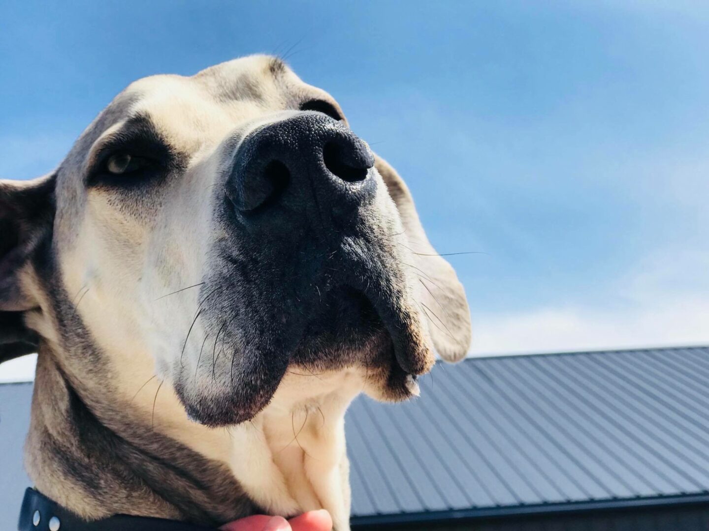 Dog Boarding and Doggie Daycare in Montrose