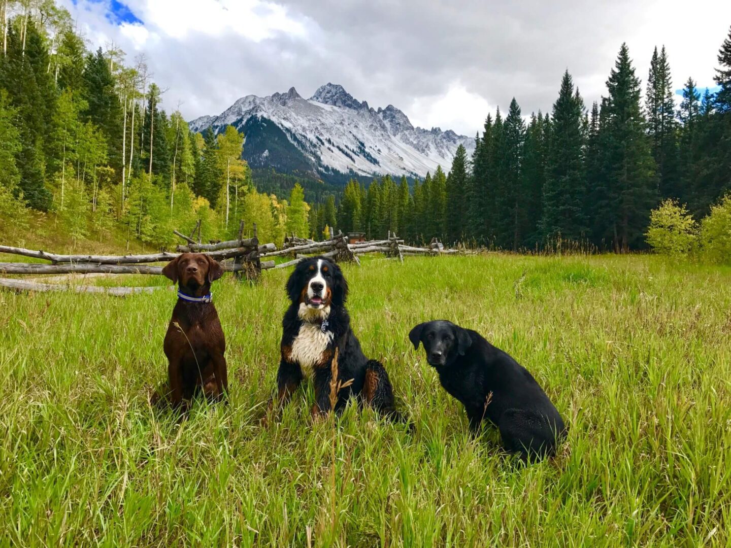 Dog Boarding and Doggie Daycare in Montrose