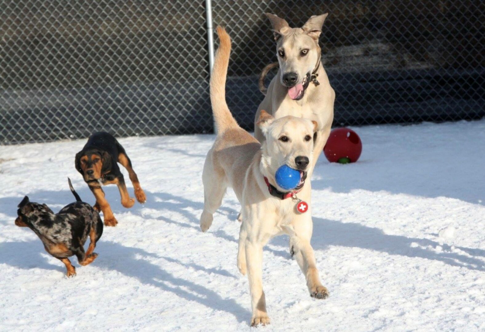 Dog Boarding and Doggie Daycare in Montrose