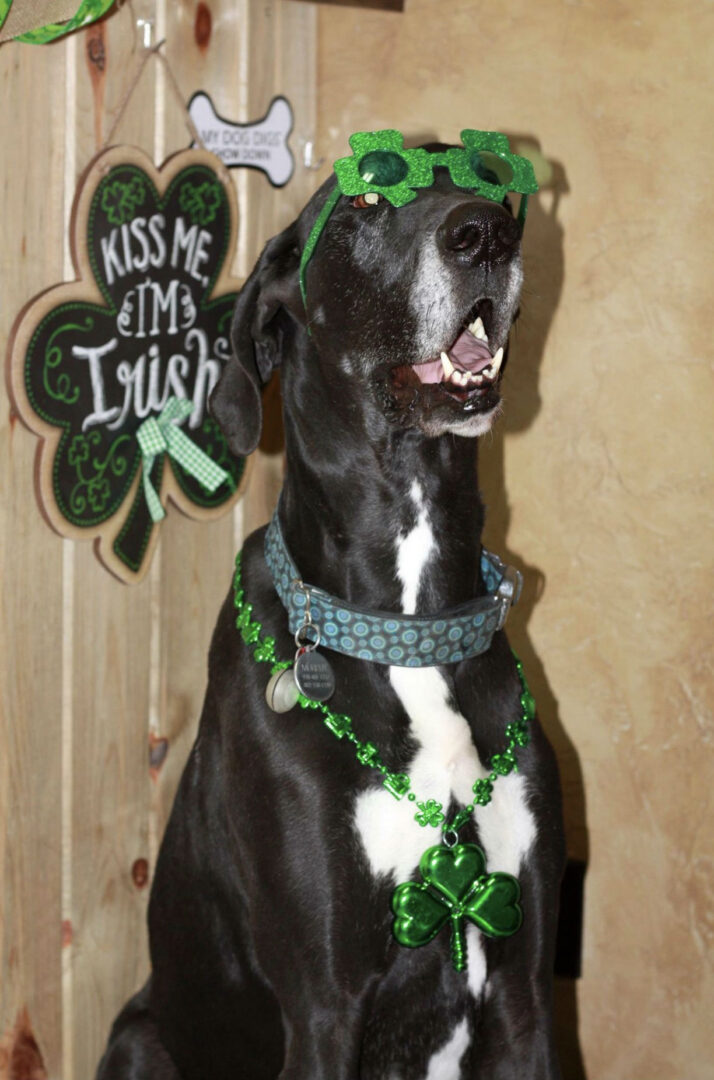 Iron Will Dog Lodge