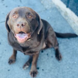 Benefits Of Doggie Daycare - Dog image