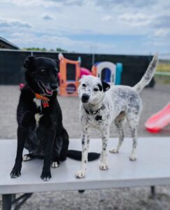 Iron Will Dog Lodge - dogs image
