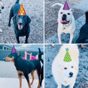 Iron Will Dog Lodge - Dogs picture