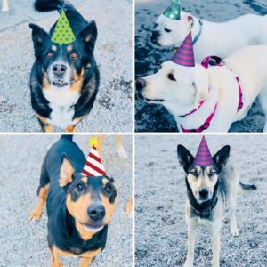 Iron Will Dog Lodge dogs images
