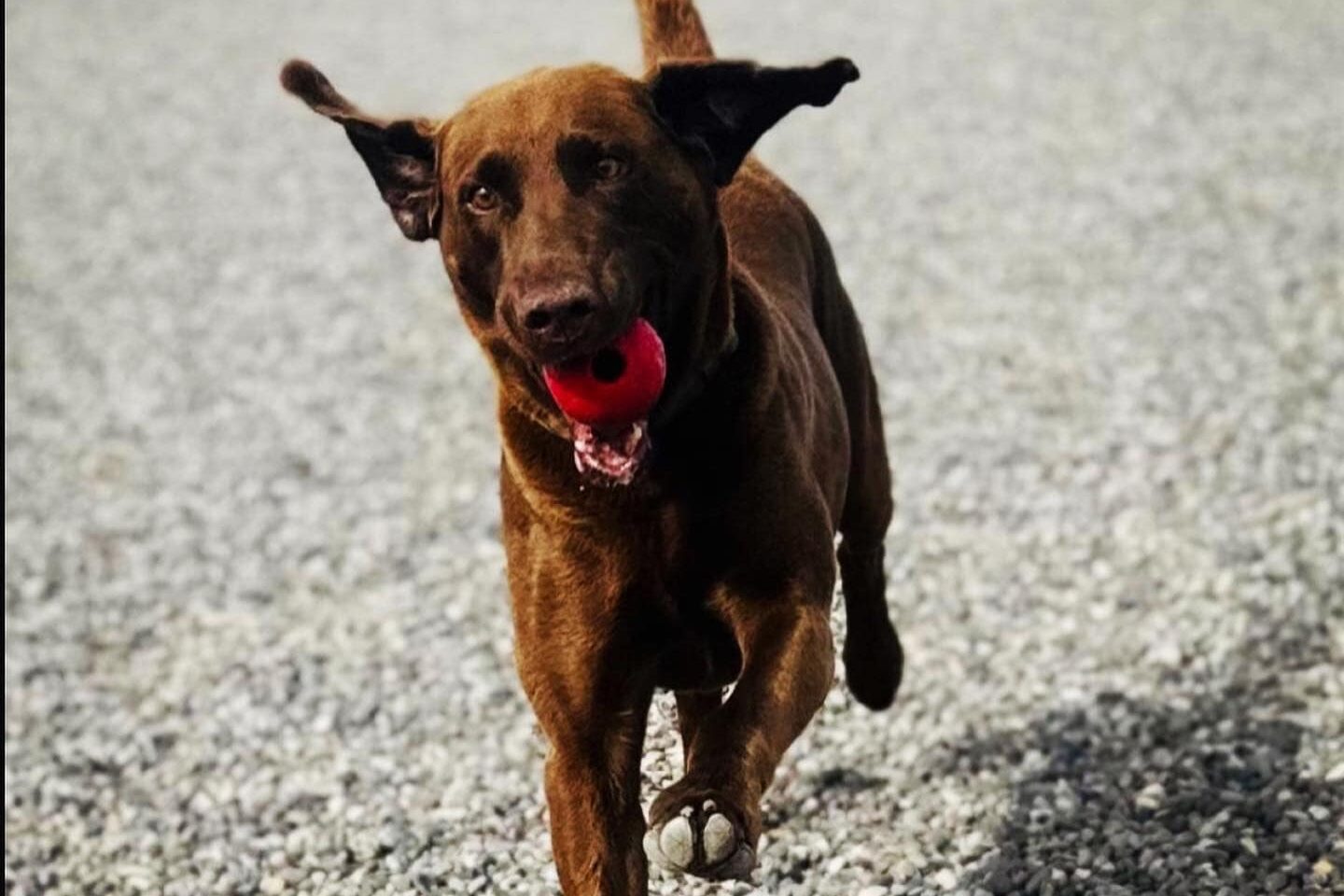 A brown dog with a red ball in its mouth.