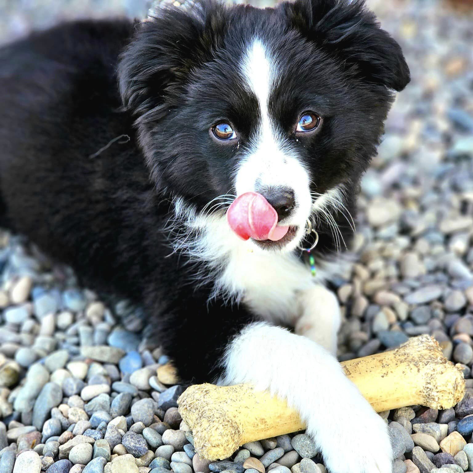 A black and white dog is playing with a bone