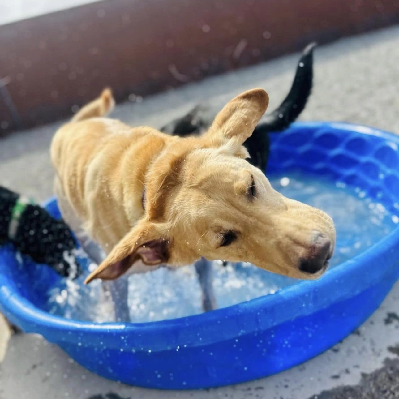 A dog is in the water bowl on the ground.