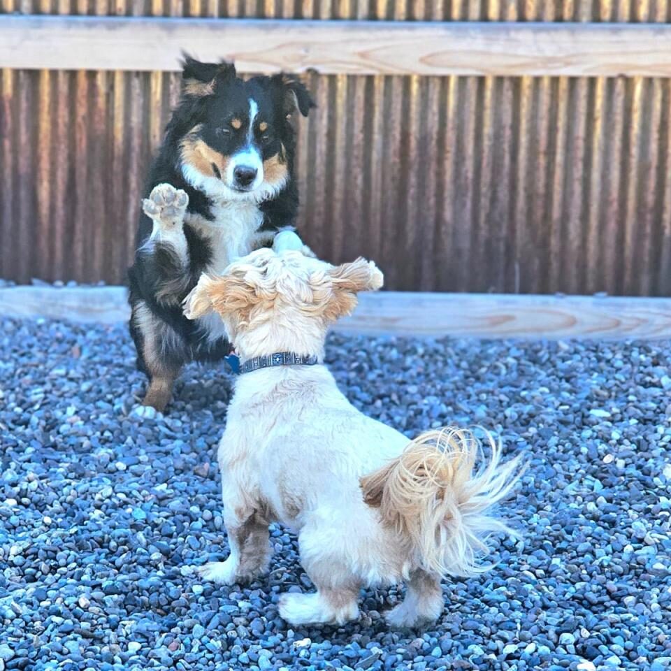 Two dogs playing with each other on a gravel surface.