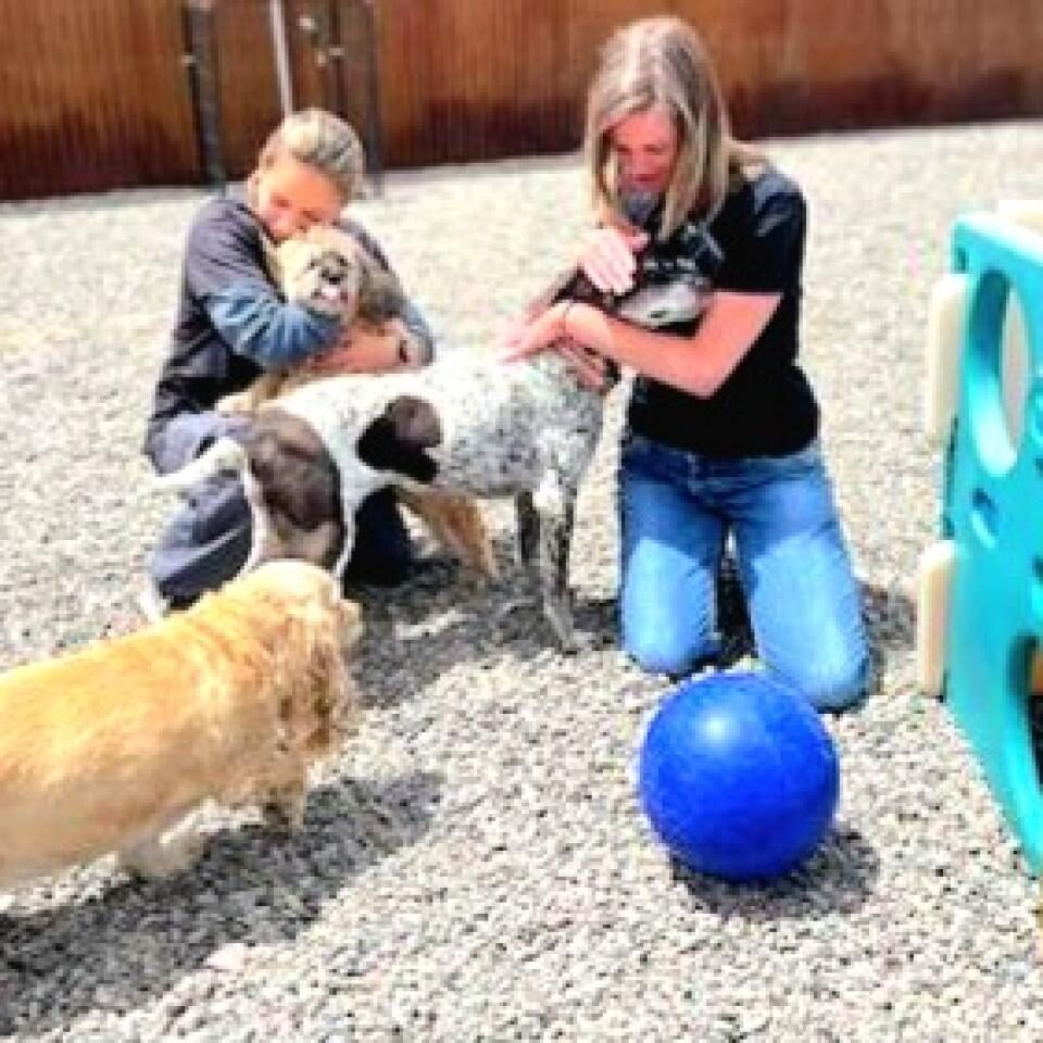 Two women and three dogs playing with a ball.