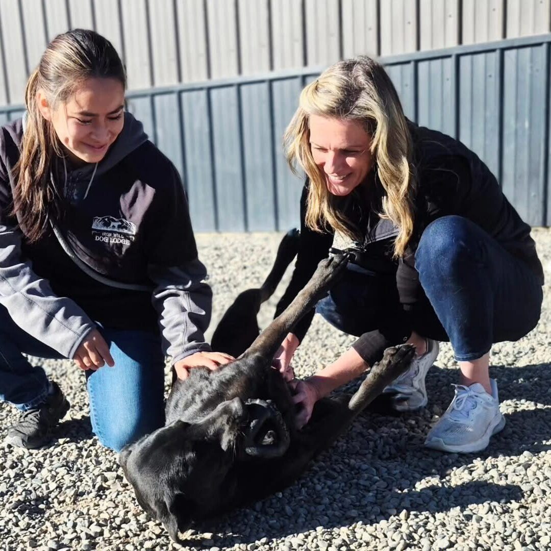 Two women petting a black dog outdoors on gravel.