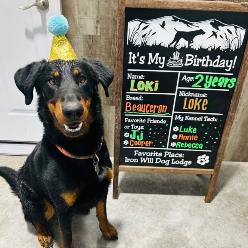 Loki