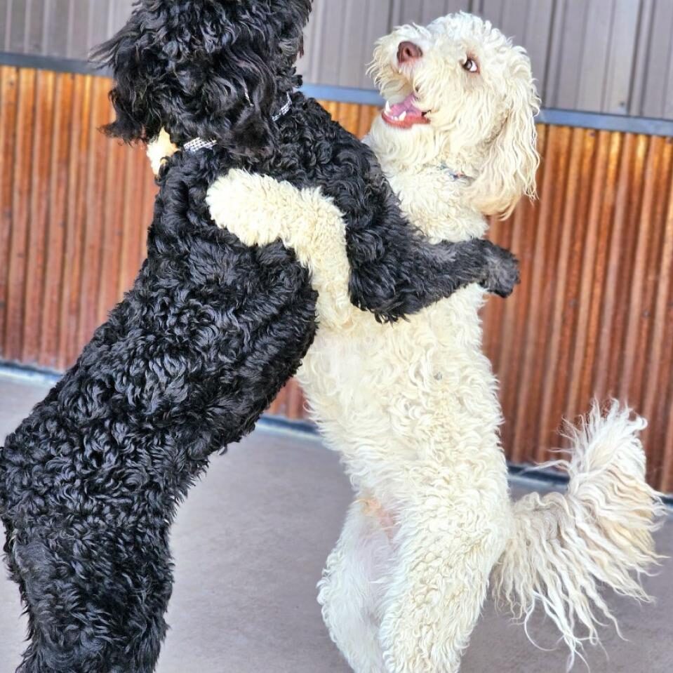 Two dogs are playing together in a room.