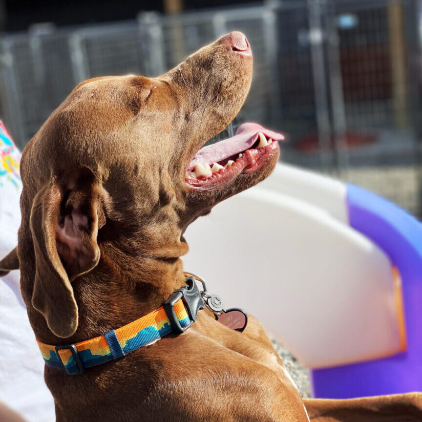 A dog with its mouth open sitting on some chairs