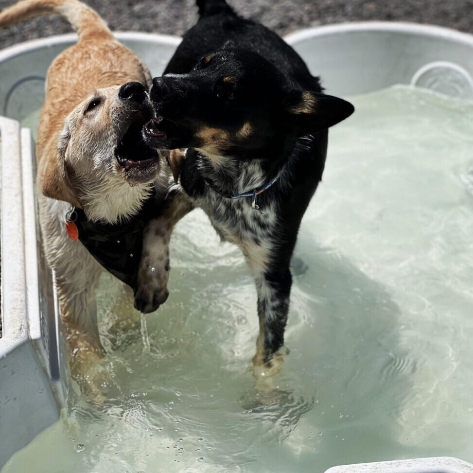 Two dogs playing in a pool of water.