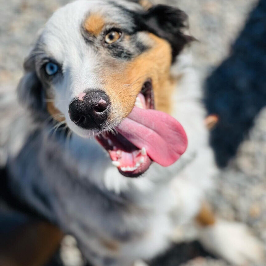 A dog with its tongue hanging out.