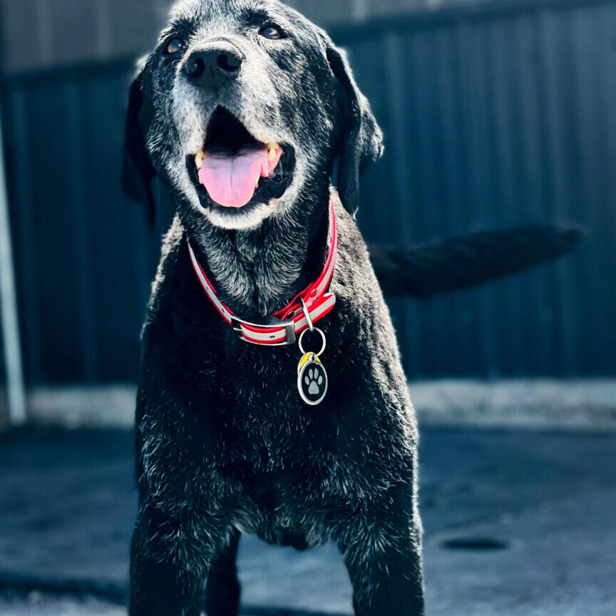 A black dog with its tongue hanging out.