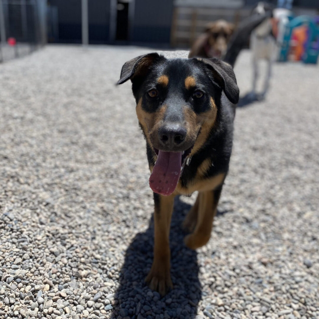 A dog is walking on the ground with its tongue hanging out.